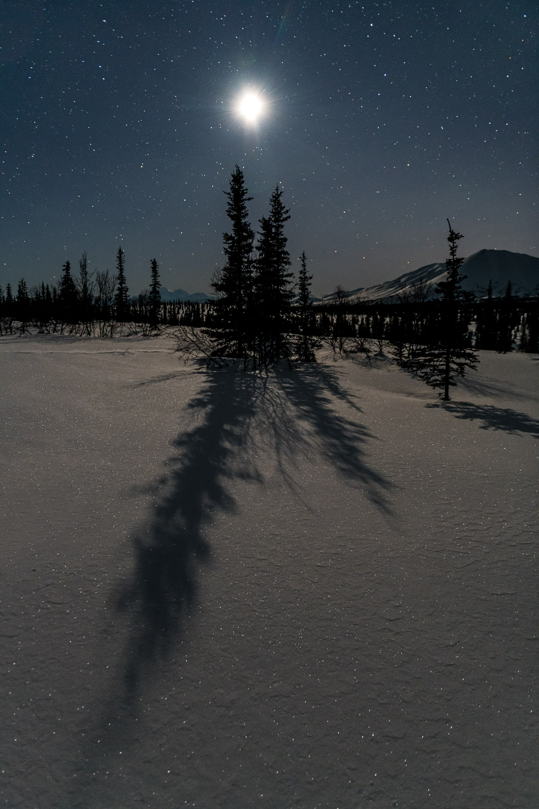 The bright. moon causes the virgin snow to sparkle, as it casts long shadows on black spruce in Broad Pass of the Alaska Range...