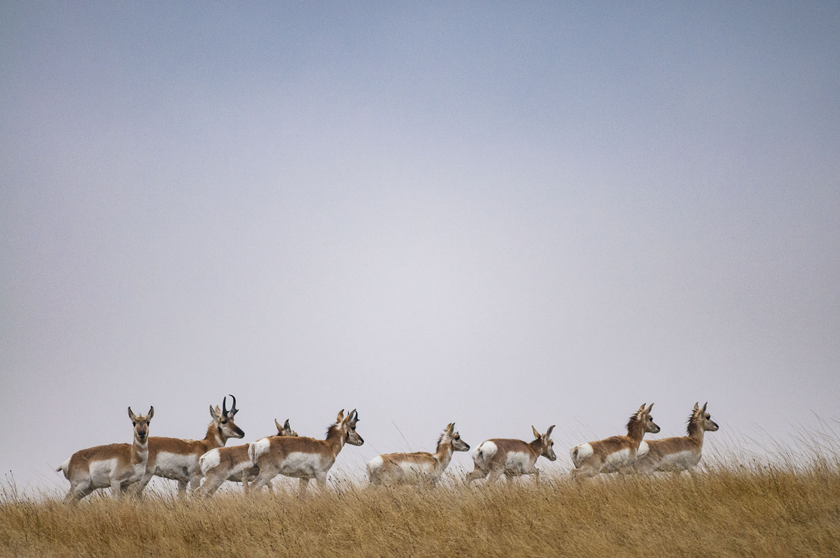 A group of pronghorn pass by in the prairie grasses in Badlands National Park, South Dakota. Contrary to what people typically...