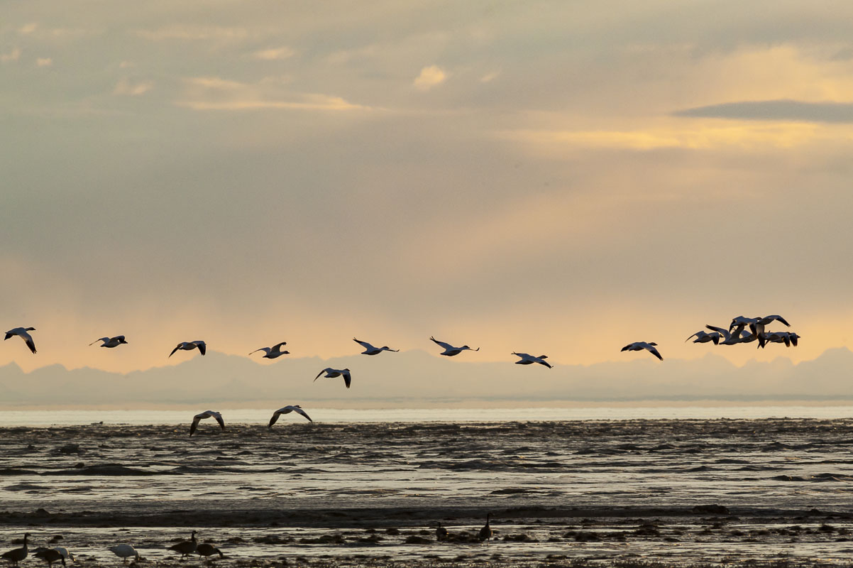 A group of snow geese fly by in early spring over the mudflats near the Rabbit Creek outflow on the Anchorage Coastal Wildlife...