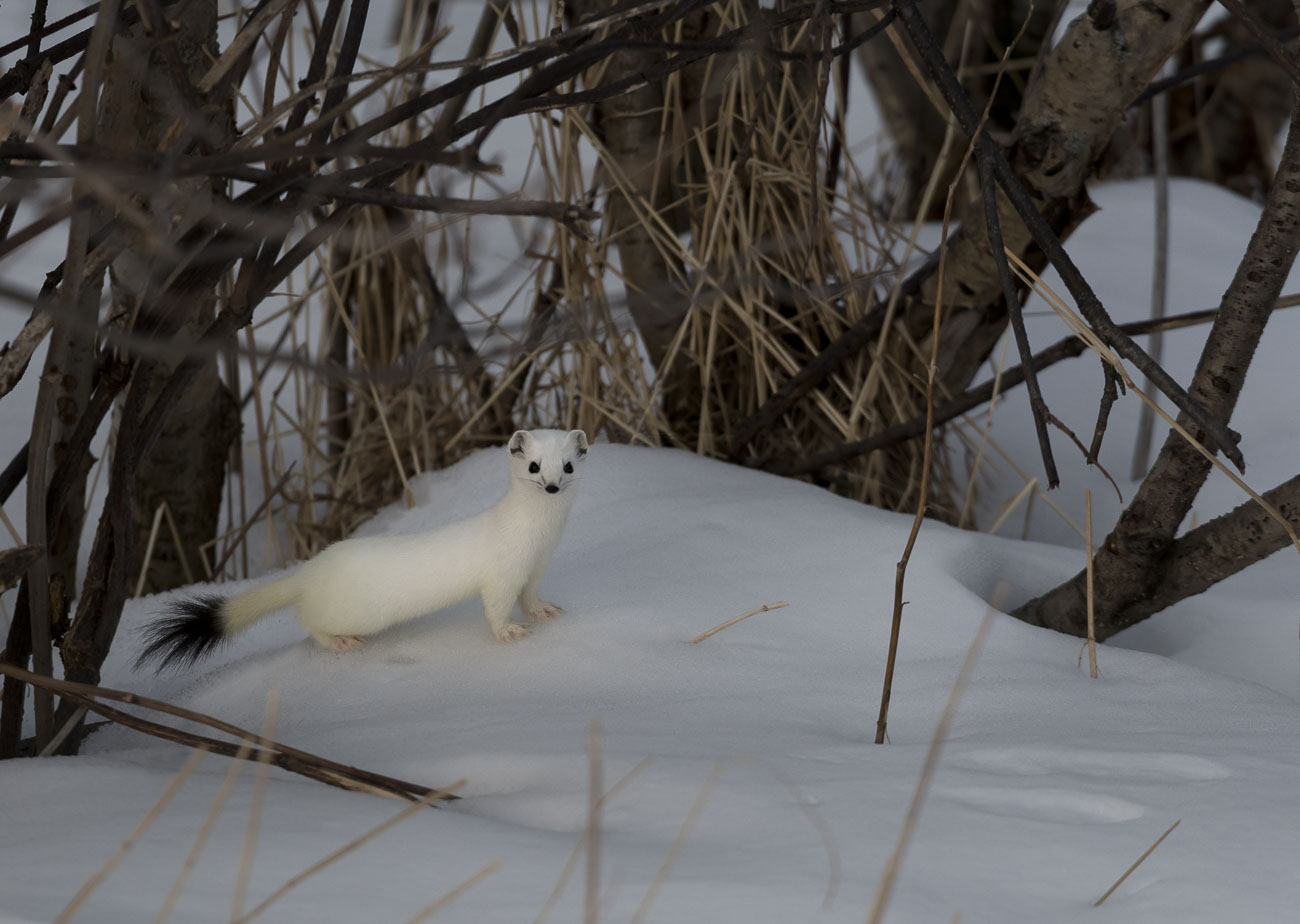 An ermine (short-tailed weasel) in winter colors pauses briefly while skittering around in a patch of alder in our backyard on...