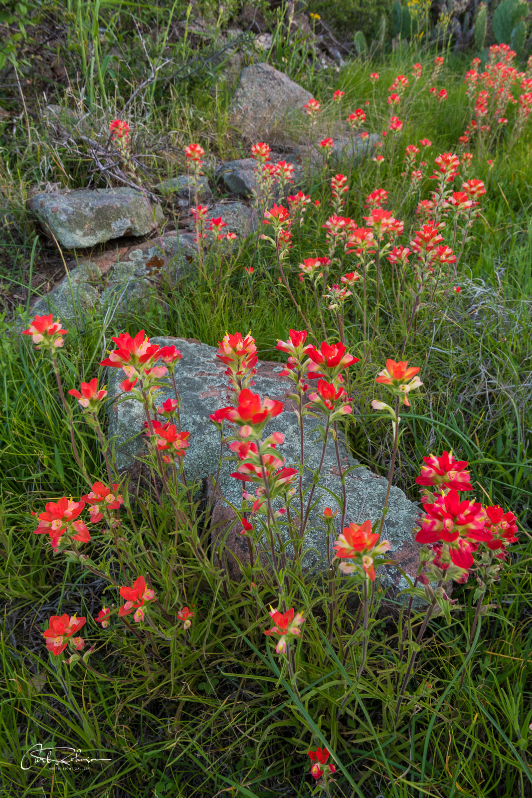 A solid patch of Indian paintbrush adds a pop of red to grasses and rocks a short walk from Park Road 4 near Burnet, Texas.