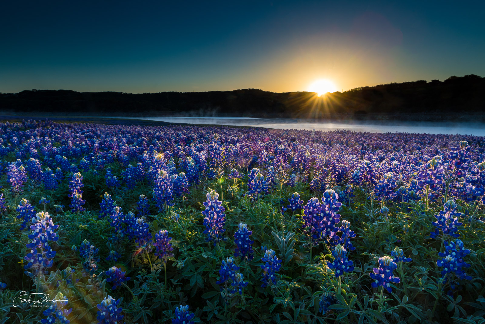 First Light on Flowers