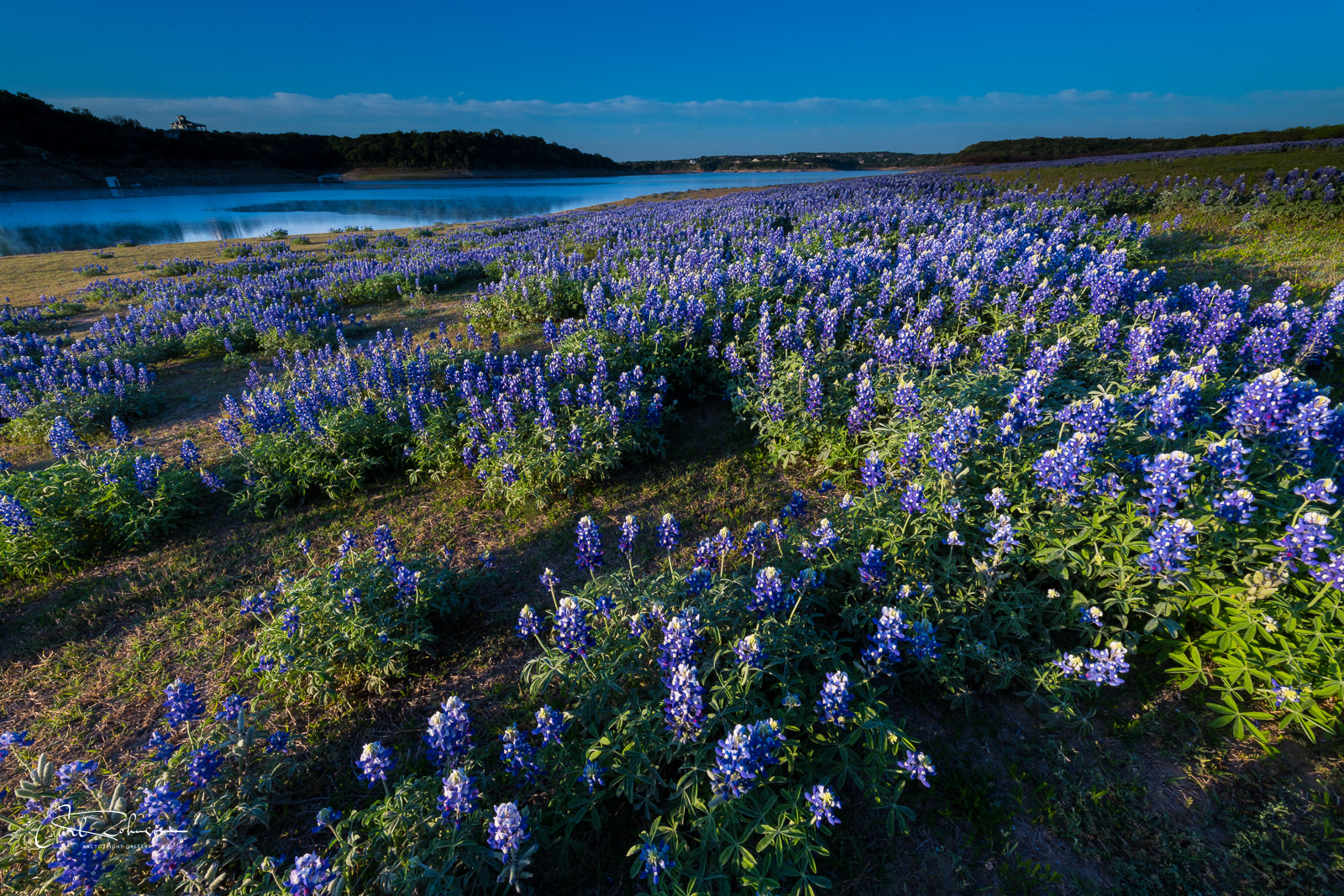 A large patch of bluebonnets catches the morning light along the lower Colorado River near Marble Falls, Texas.
