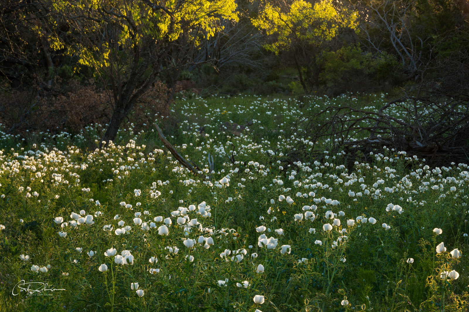 A field of white prickly poppies and trees are backlit by morning light along the Willow City Loop in the Texas Hill Country.