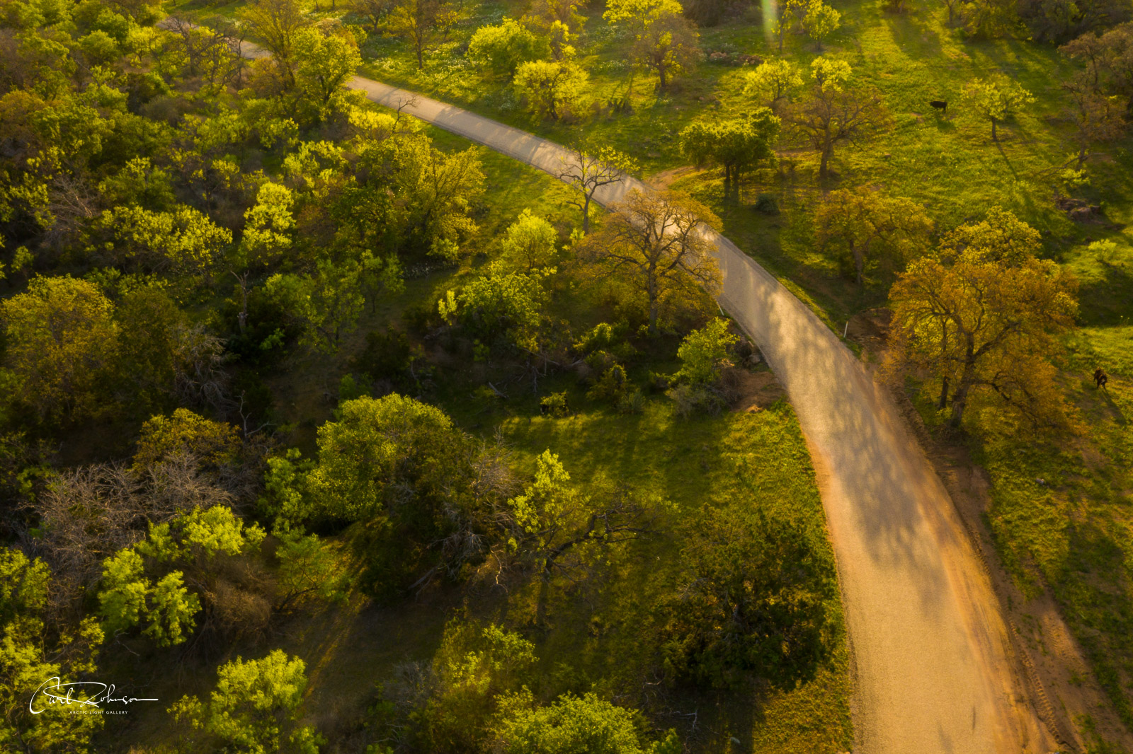 Morning light washes across trees alongside the Willow City Loop road through ranch lands in the Texas Hill Country.