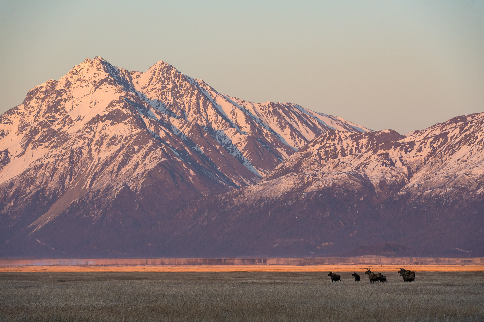 A herd of cow and yearling calf moose move across the Palmer Hay Flats State Game Refuge with Pioneer Peak in the distance.