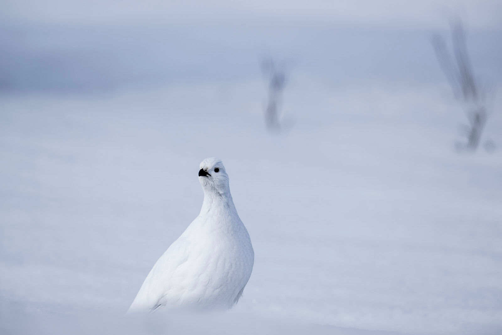 Whiteness A Willow ptarmigan in winter plumage blends in against a white, snowy background in the Brooks Range near Chandalar Shelf.