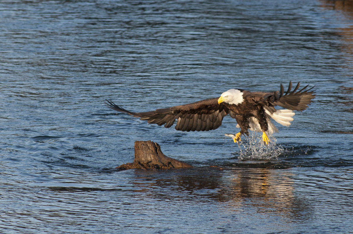 An American bald eagle clutches a hooligan (Eulechon) in its talons while fishing in the Alegank Slough in the Chugach National...