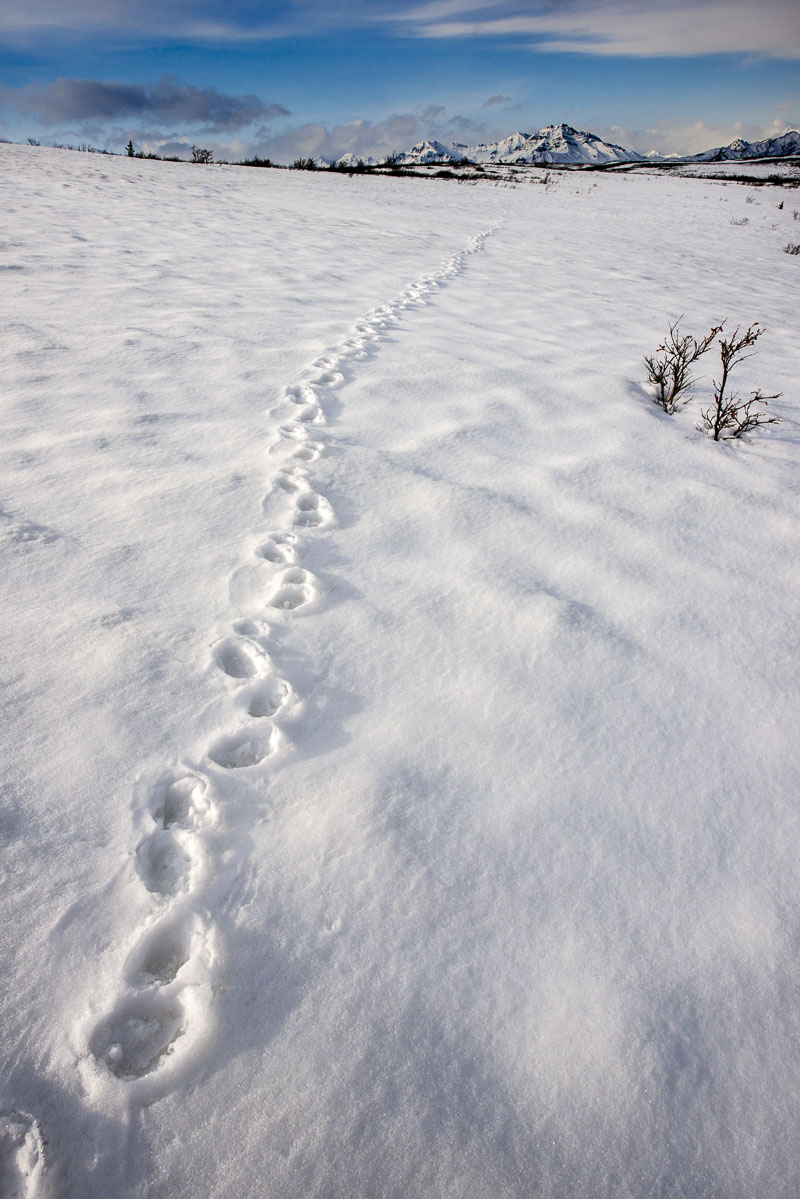 Lynx tracks in the snow lead off into the distance toward the mountains of the Alaska Range in Denali National Park & Preserve...