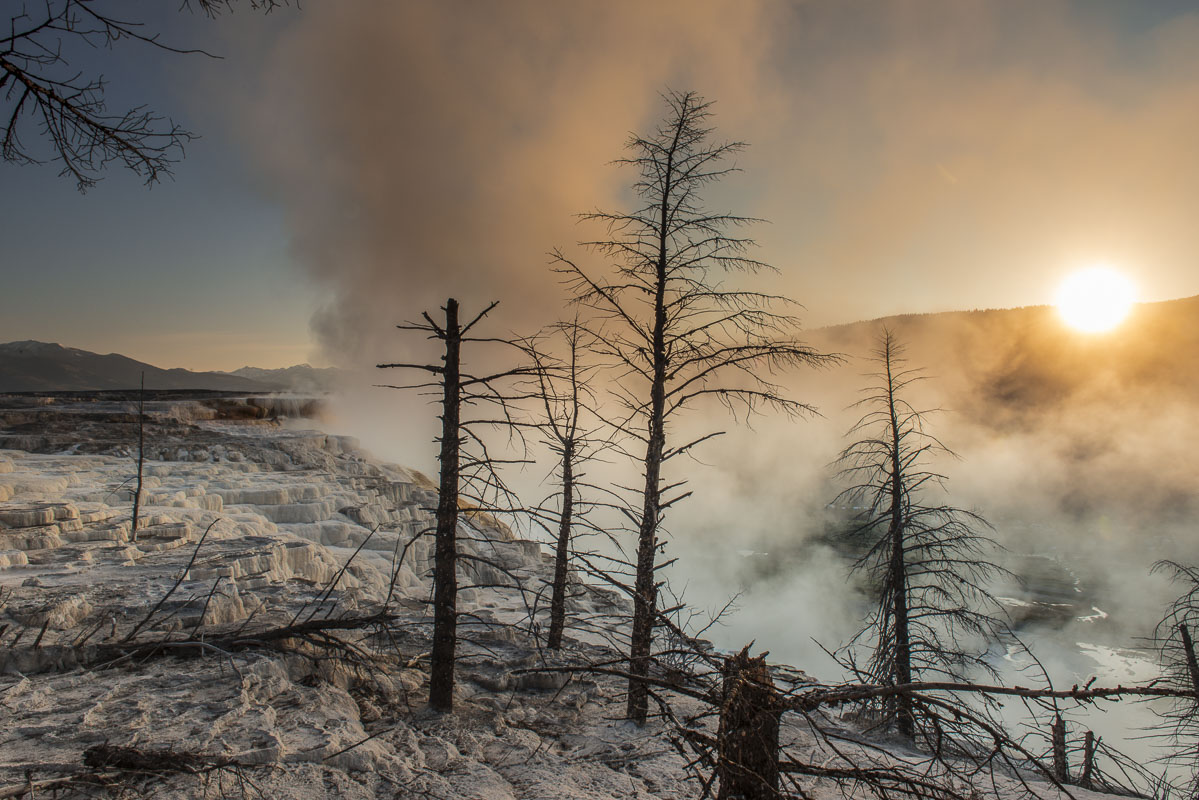 Morning sun shines through steam at Mammoth Springs in Yellowstone National Park, Wyoming. The dead trees add a special element...