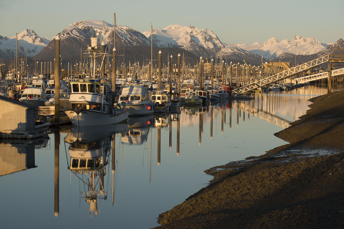 Boats in the small boat harbor at Homer, Alaska, rest low against the nearby land during an extreme low tide in late spring.