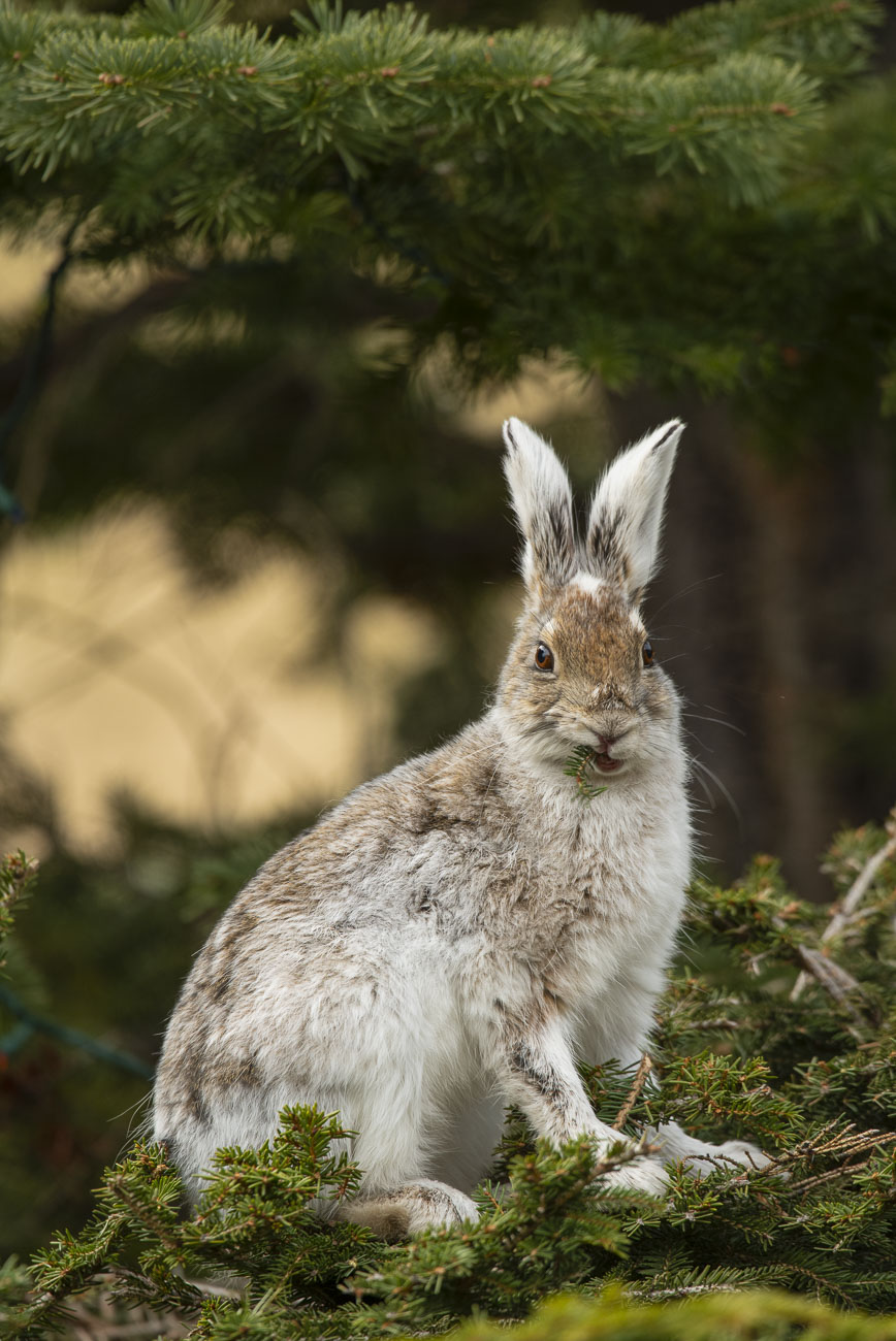 A snowshoe hare rests on top of a spruce bough to munch on some greens in Anchorage.
