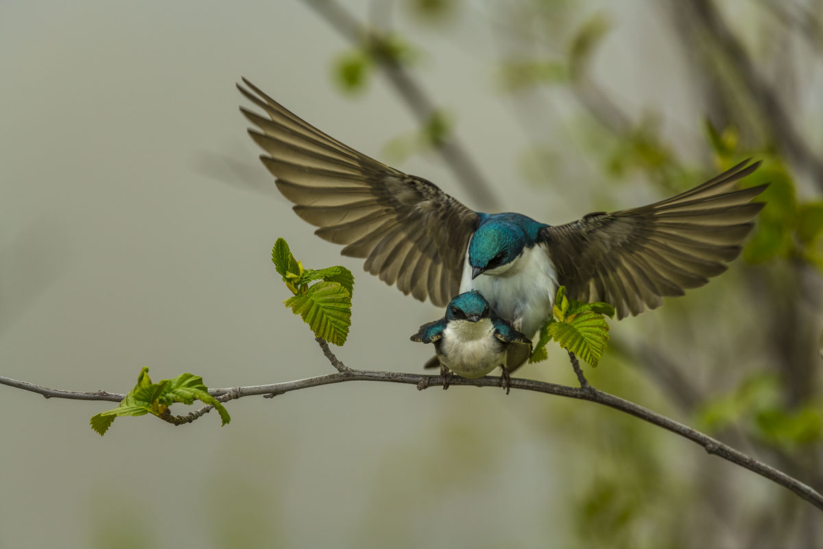 A pair of tree swallows mate in the alder in Potter Marsh in Anchorage.