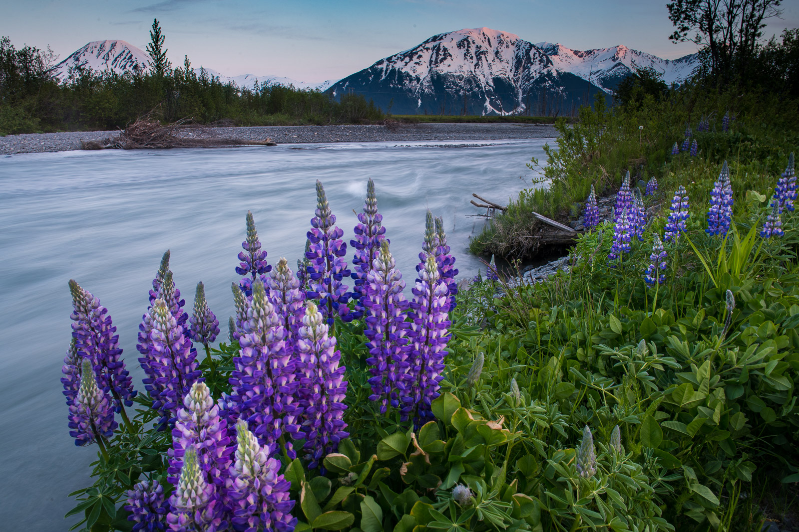 A cluster of Arctic Lupine bloom along a stream near Turnagain Arm in late May.