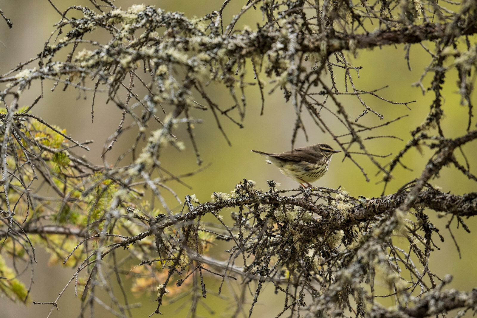 Kincaid Park, Northern waterthrush, Spring