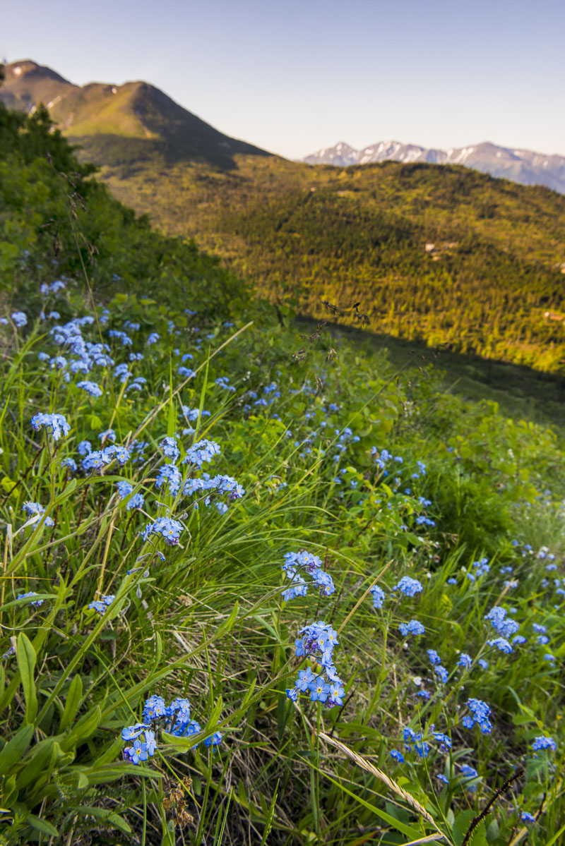 A patch of forget-me-nots covers part of a slope in the Potter Valley area of Anchorage, Alaska.