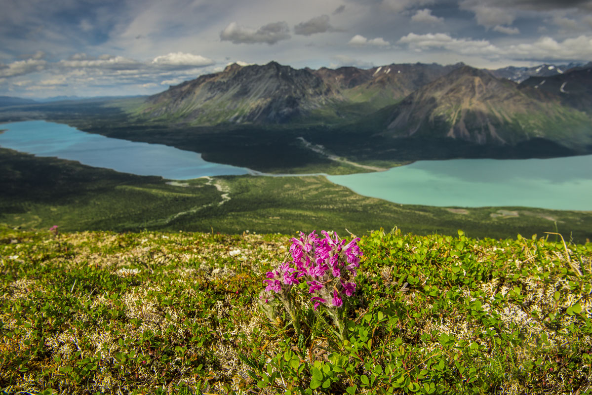 A patch of wooly lousewort rests on a ridge above Twin Lakes in Lake Clark National Park & Preserve.