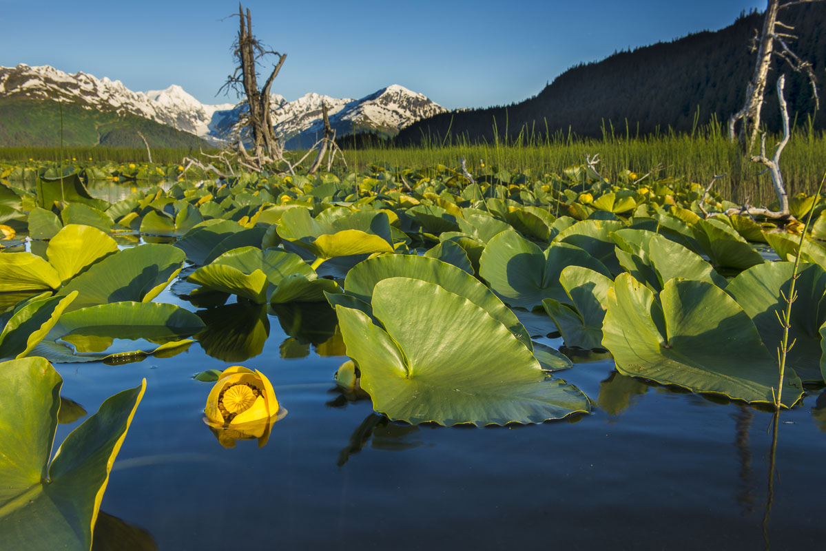 Lily flower in evening light, Placer Valley. For years, I would drive by this pond and its blooming lillies, sometimes stopping...