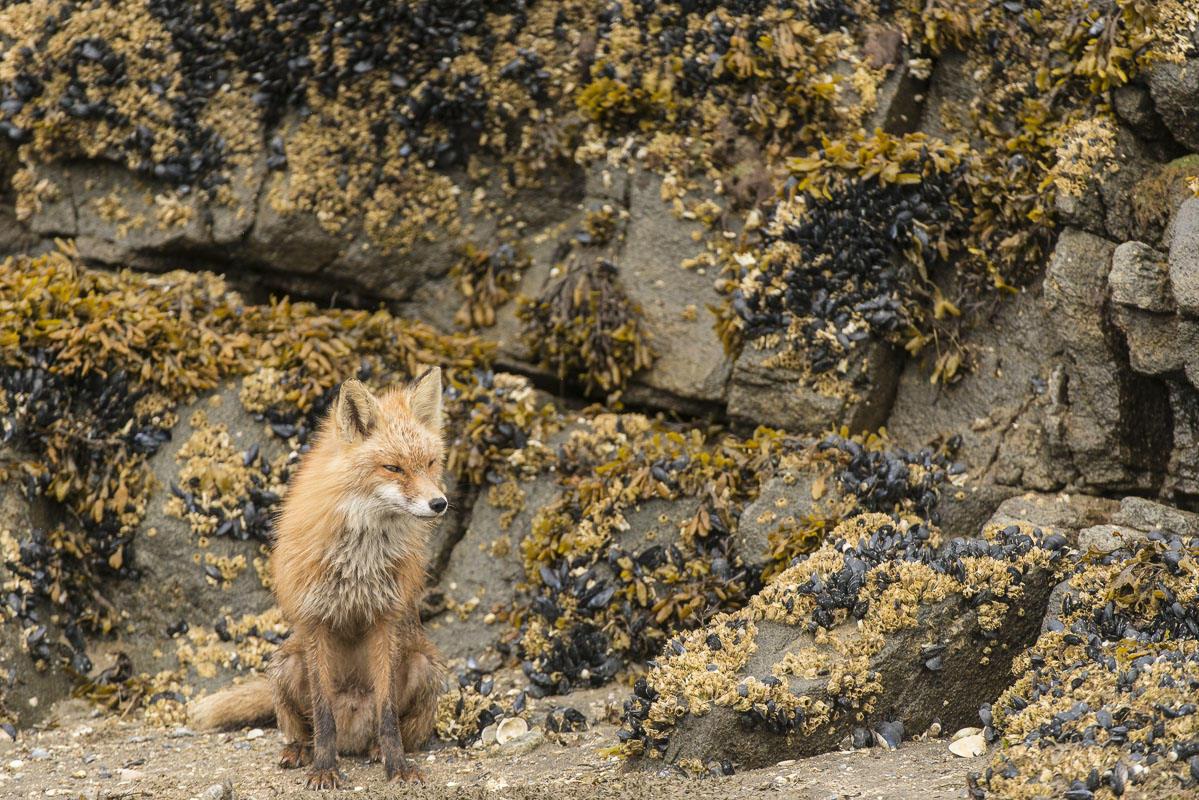 A red fox rests on a beach with blue mussels and barnacles in Kukak Bay, Katmai National Park & Preserve.