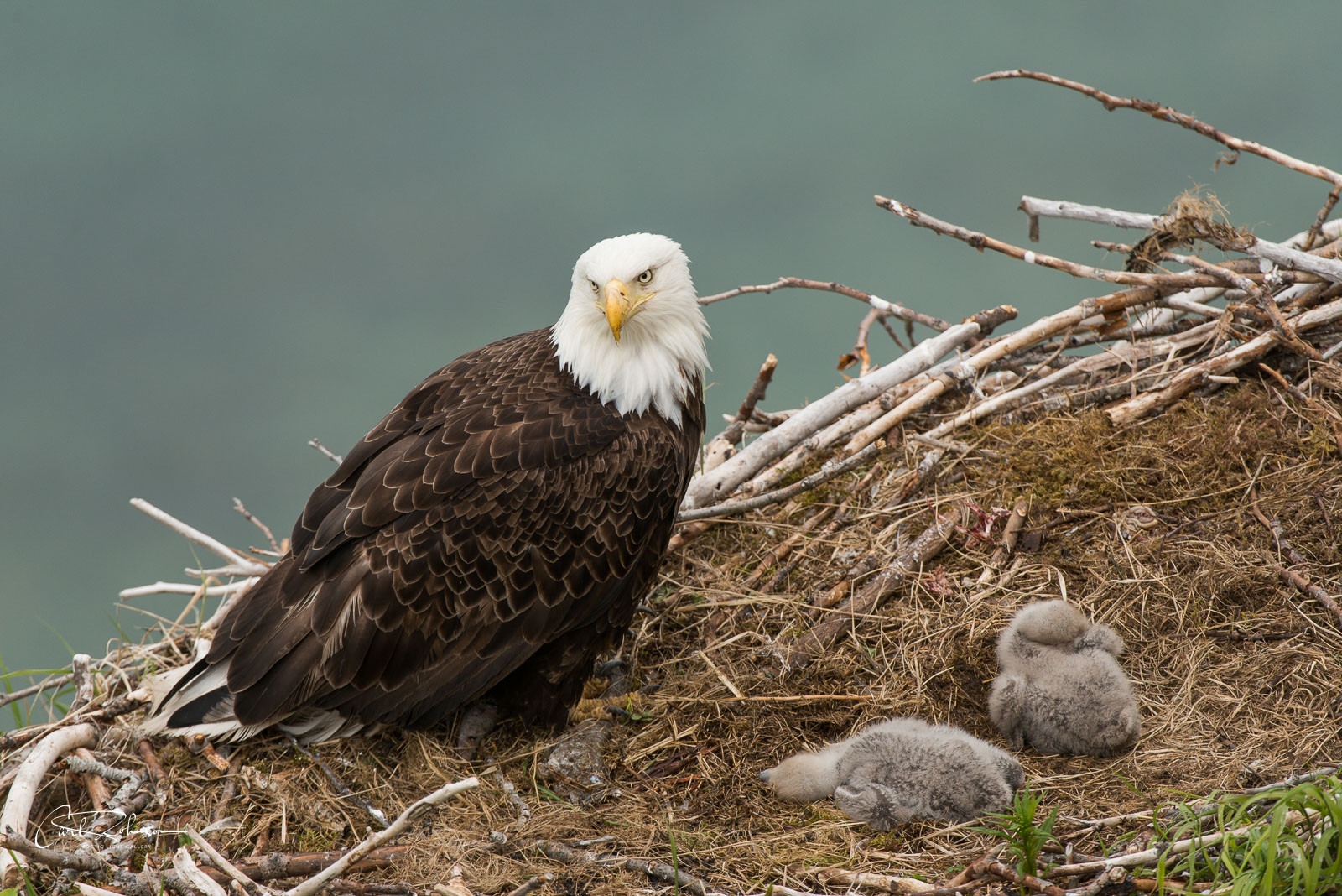 Bald eagle with a pair of chicks in nest, Kukak Bay, Katmai National Park & Preserve.