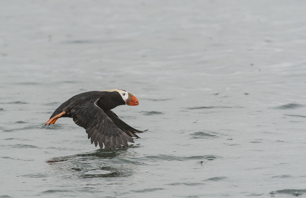 A tufted puffin flies just above the surface fo the water in Hallo Bay, Katmai National Park & Preserve, Alaska.