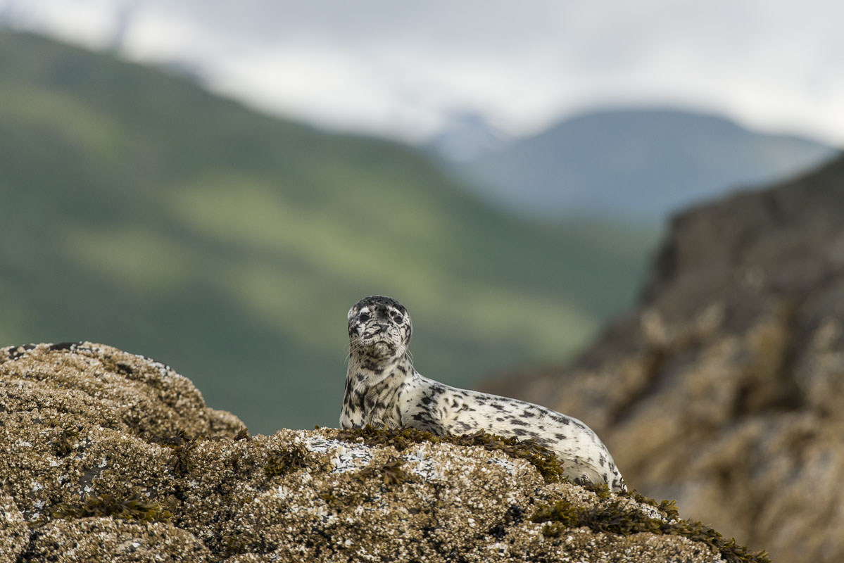 A harbor seal pup sits atop coastal rocks in Kukak Bay, Katmai National Park & Preserve, Alaska.