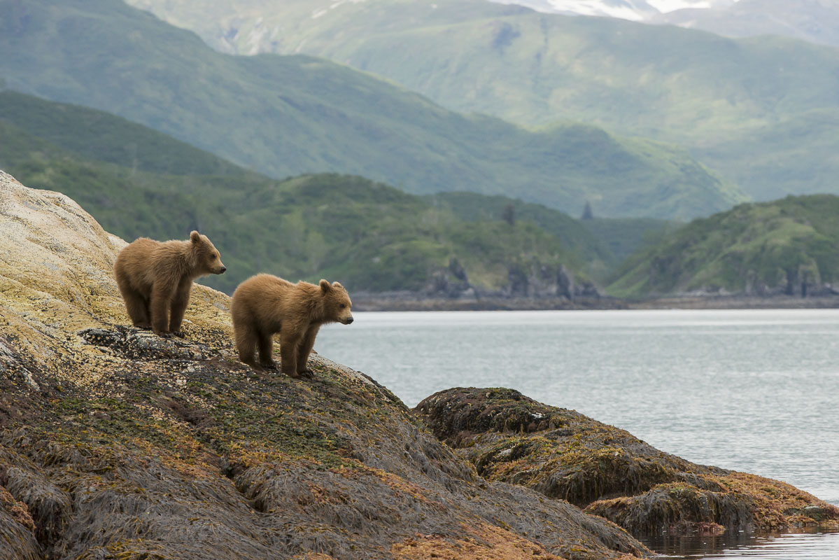A pair of brown bear cubs watch their mother swim away in Kukak Bay, Katmai National Park & Preserve. They were clearly reluctant...