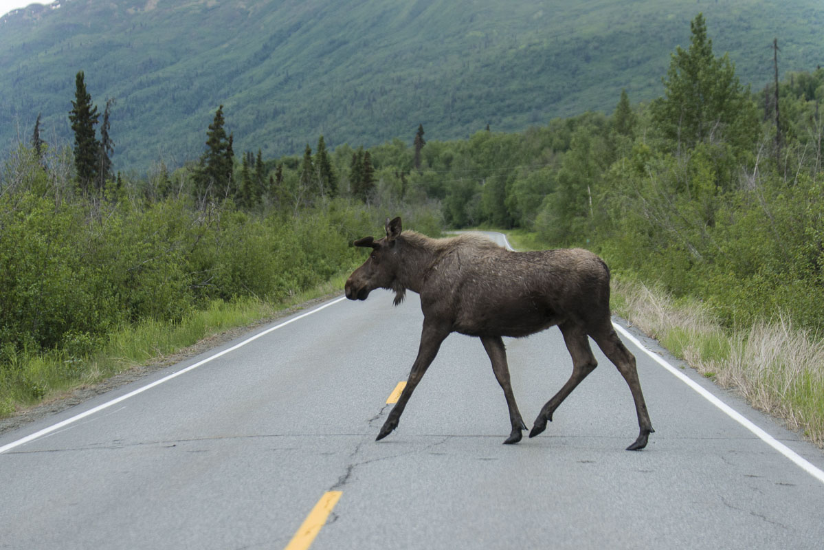 A young bull moose crosses the Knik River Road east of Anchorage in early summer.