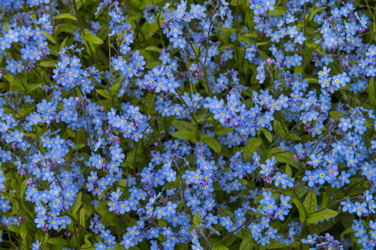 A patch of Forget-Me-Nots fill a roadside in Anchorage. The foreget-me-not is the Alaska state flower.