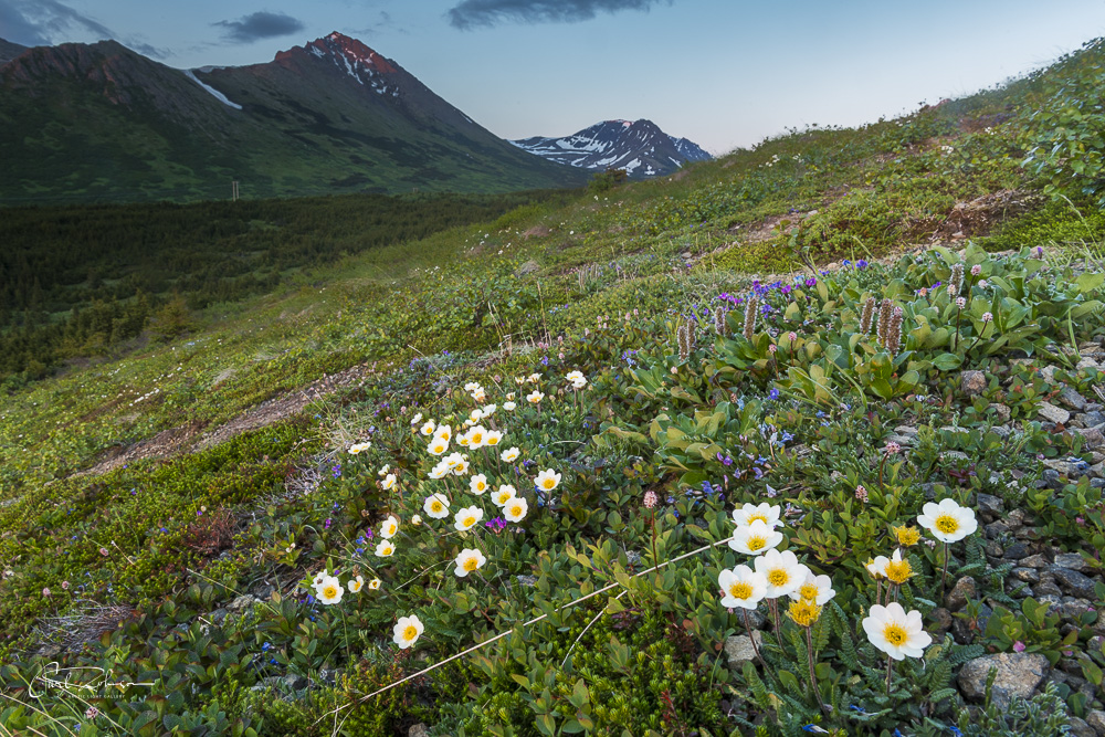 Mountain Avens decorate alpine slopes as O'Malley Peak catches the last light of the day in Chugach State Park.