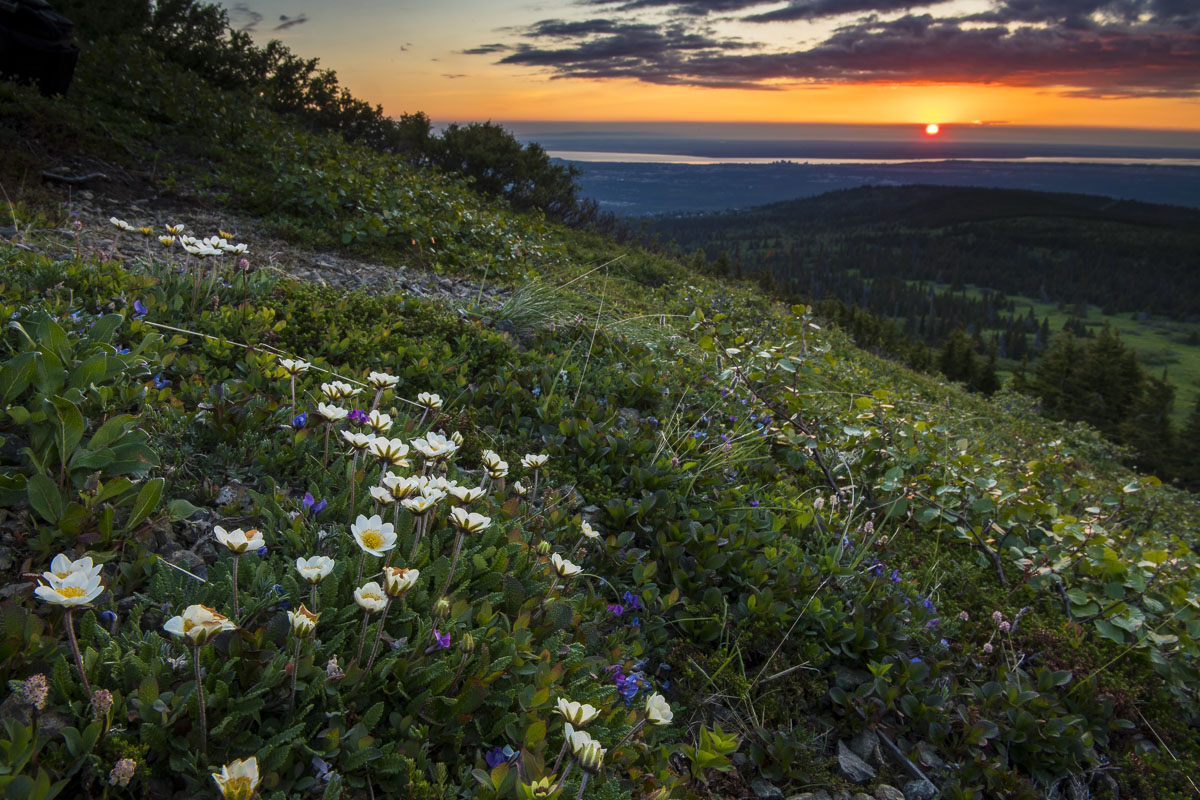 A patch of Mountain Avens bloom on alpine slopes as a summer sun sets behind the Anchorage downtown skyline at 11:30 p.m.