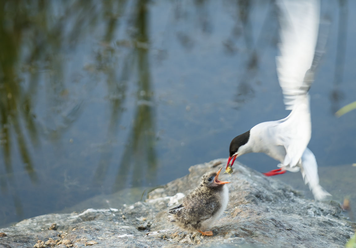 An adult Arctic Tern feeds its chick along the water's edge in Potter Marsh, Anchorage Coastal Wildlife Refuge. These young tern...