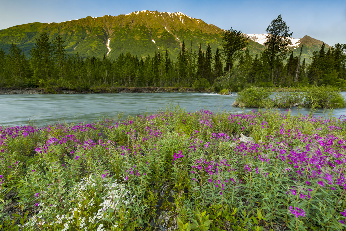 Dwarf fireweed decorates an island in a stream near Turnagain Pass, Chugach National Forest.