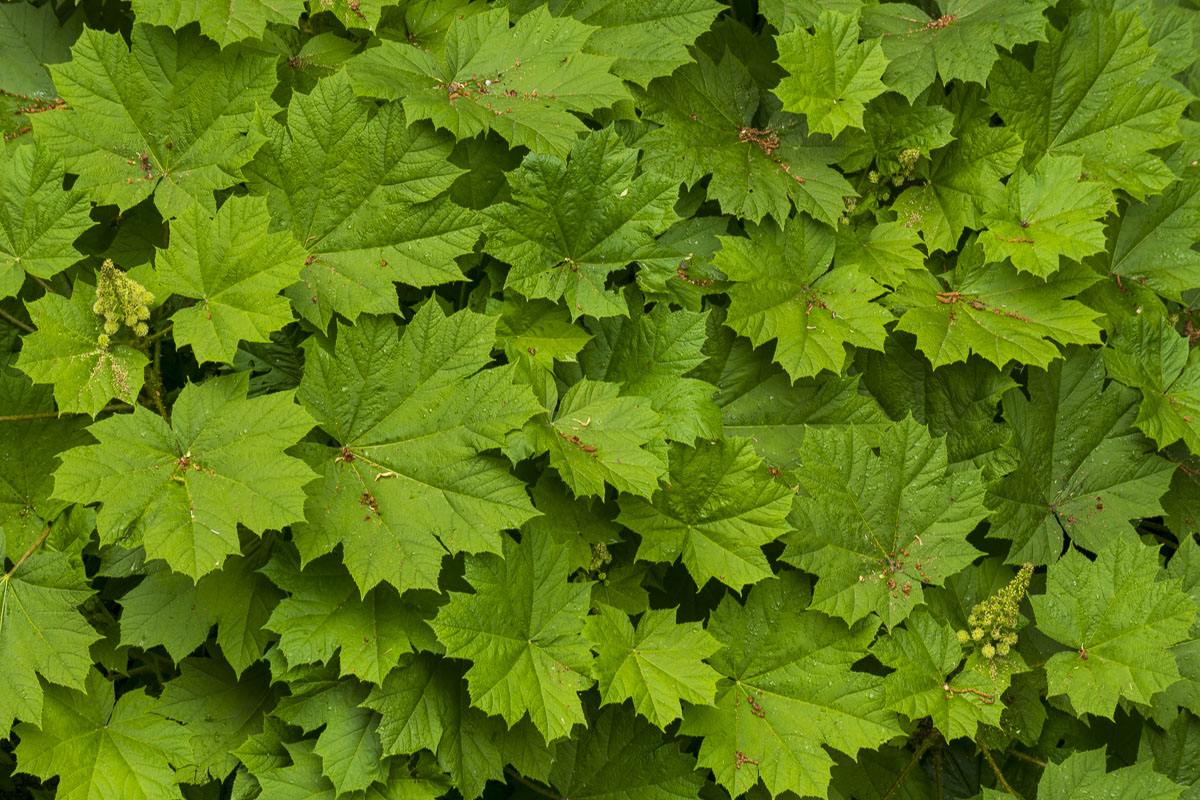 Dense cluster of Devil's Club alongside McHugh Creek in Chugach State Park.