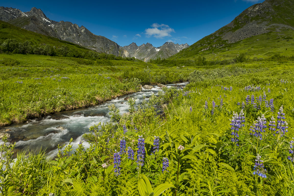 Field of Arctic Lupine alongside a stream in Archangel Valley, Hatcher Pass SManagement Area.
