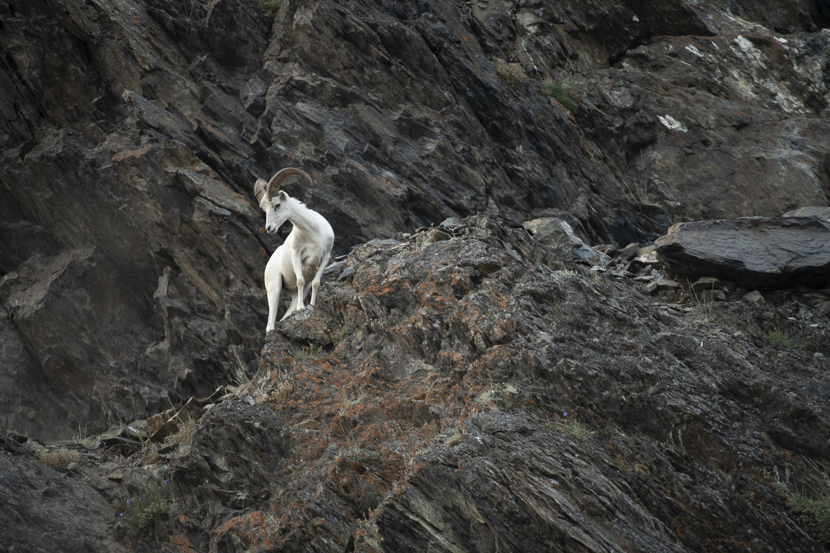 A young Dall sheep ram checks below his vantage point along the Turnagain Arm.