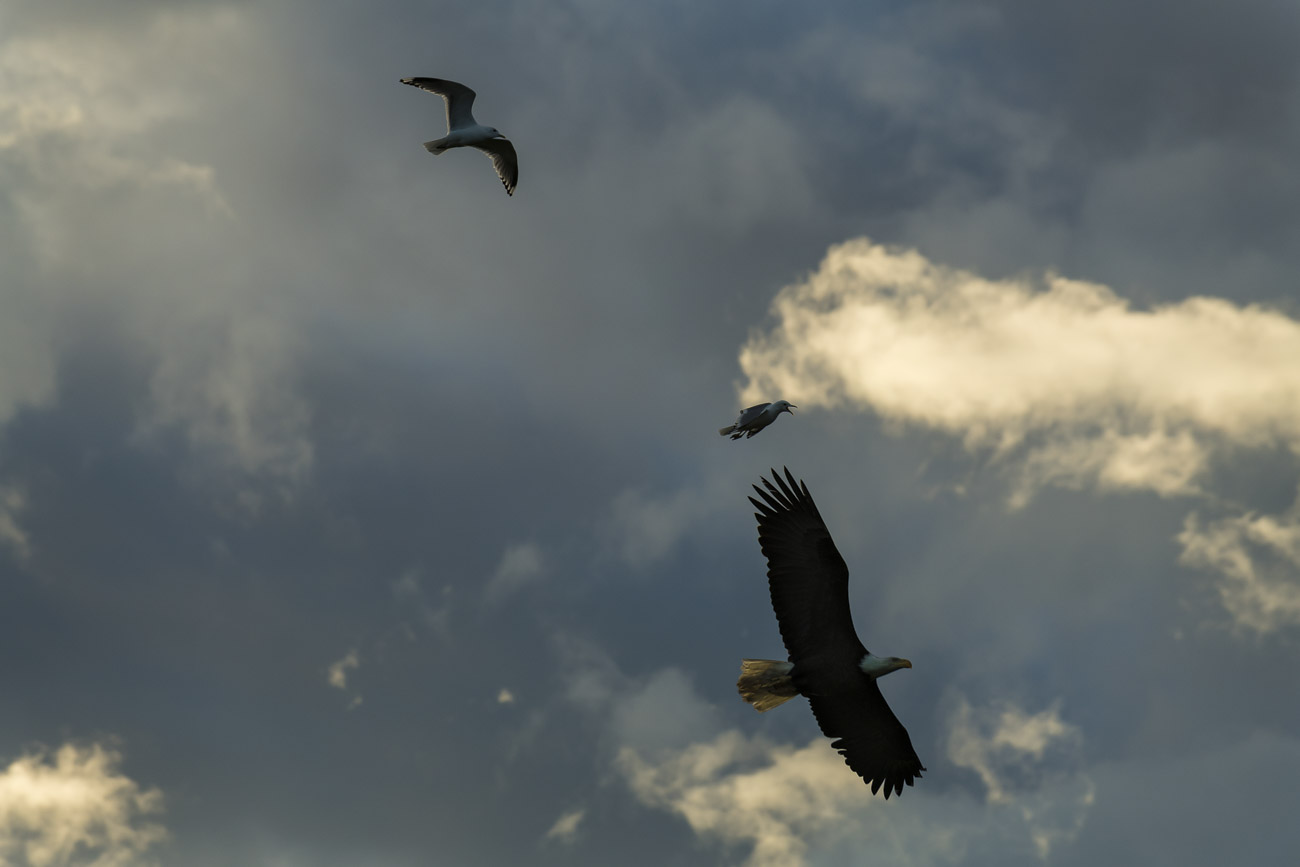 A pair of gulls harass an American bald over over the Potter Marsh Bird Sanctuary. Smaller birds of all varieties will harass...