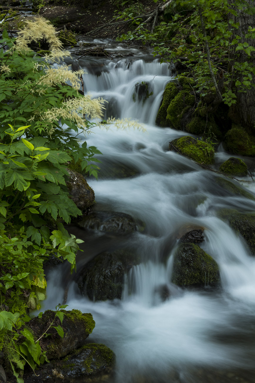 A cluster of goatsbeard blooms alongside McHugh Creek in Chugach State Park in mid-summer. I visit McHugh Creek several times...