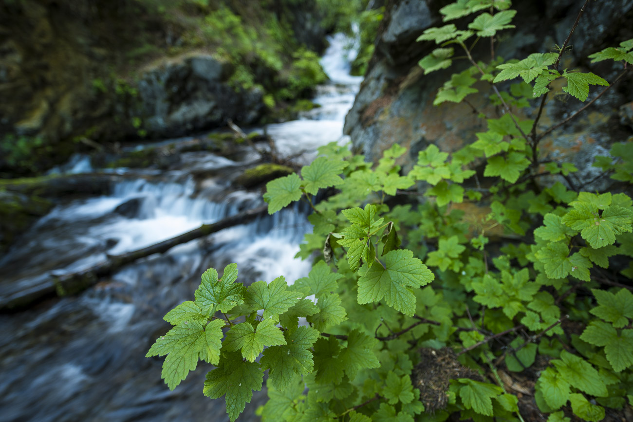 A patch of northern red currant grows alongside a rock face above the falls at McHugh Creek. I specifically chose a wide aperture...