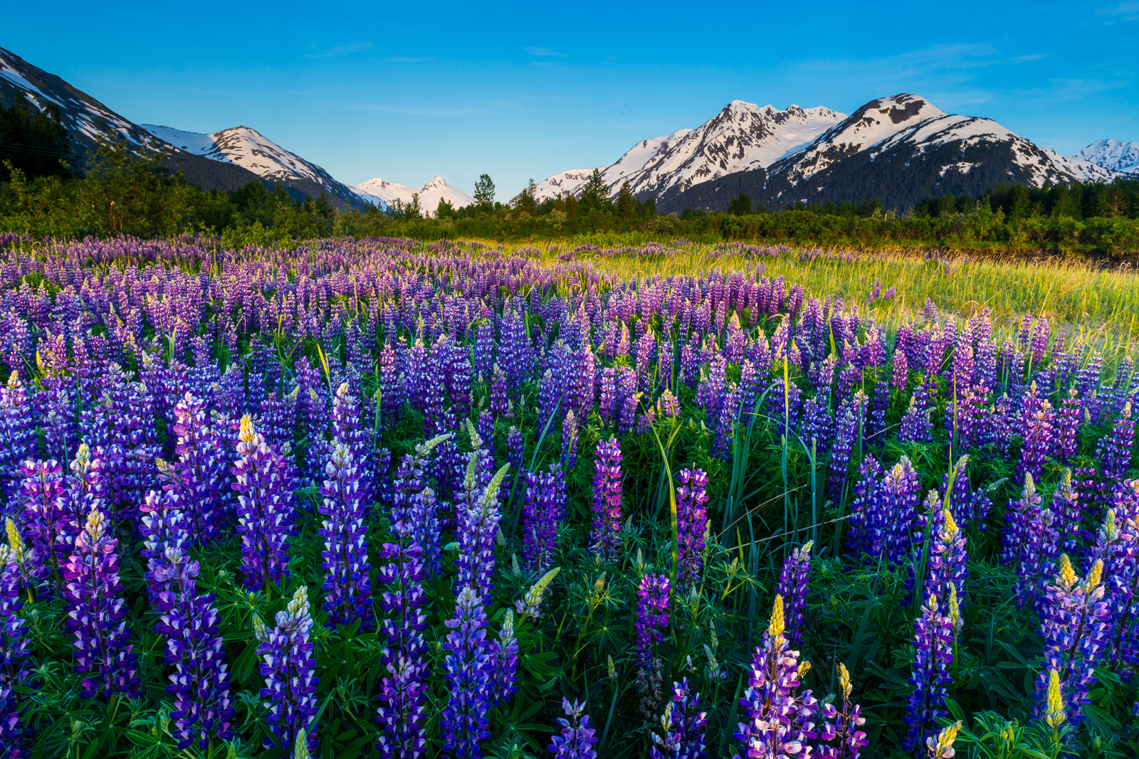 Lupines Forever