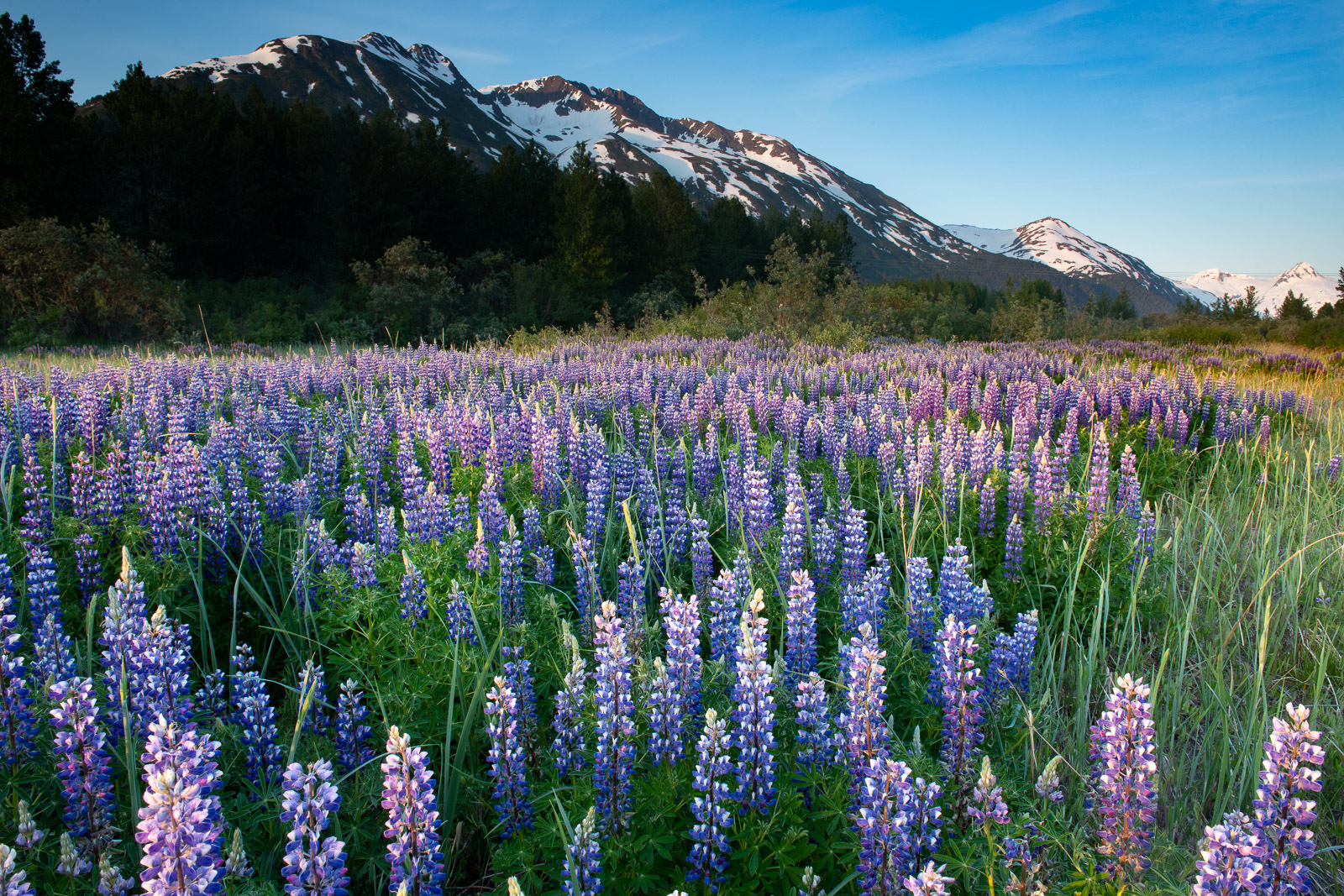 A large patch of Arctic Lupine catches the evening light near the base of a mountain ridge in the Chugach National Forest.