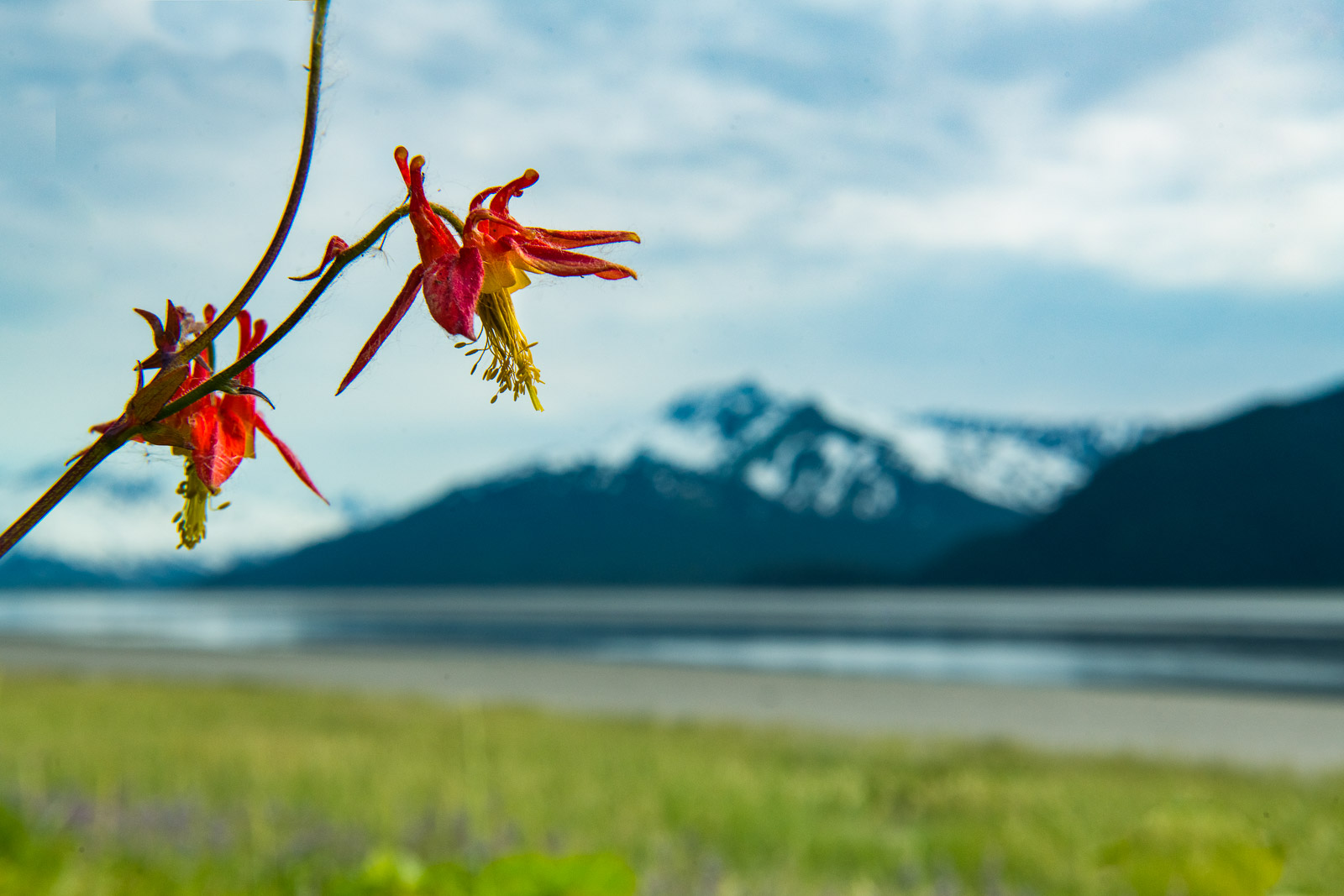 A part of Western Columbine blooms hang out in the open along the Turngain Arm, with the Kenai Mountains in the background.