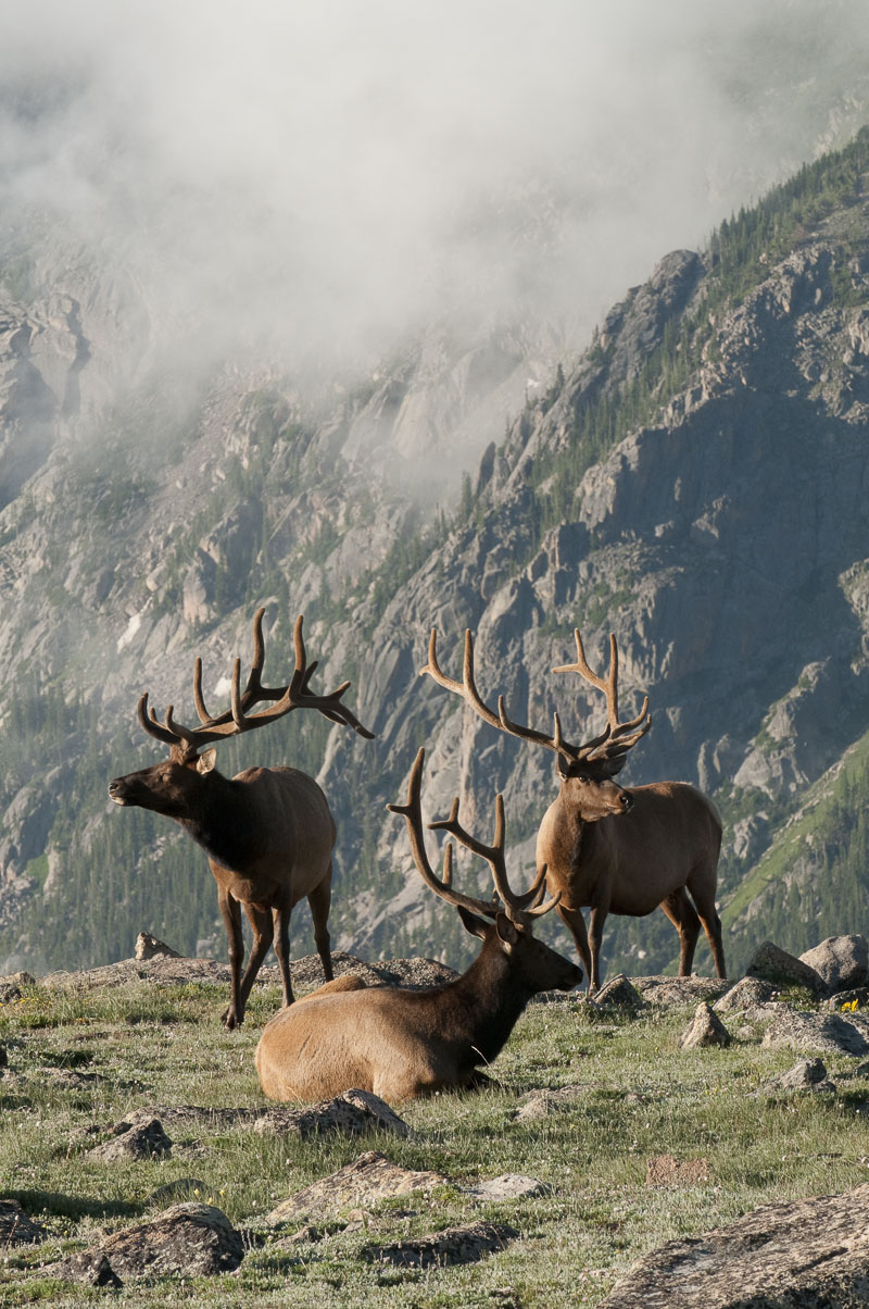 A trio of bull elk on a rocky alpine meadow in Rocky Mountain National Park, Colorado.