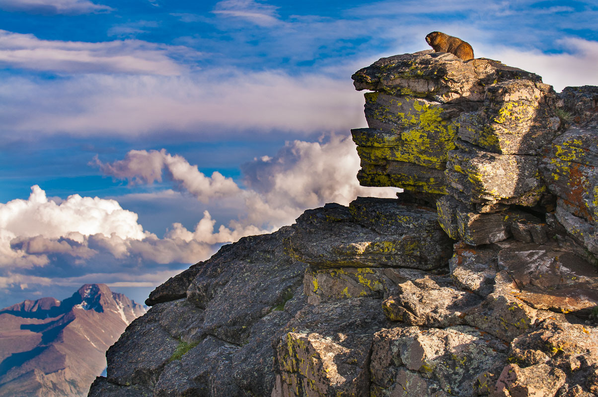 A yellow-bellied marmot sits atop a high perch of rocks near the Rock Cut area of Rocky Mountain National Park, Colorado. Long...