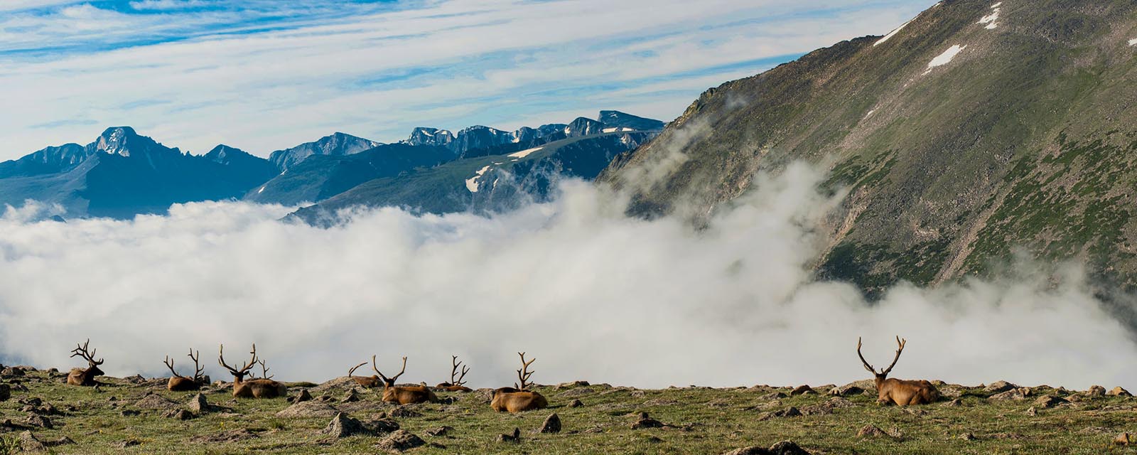 During a morning drive on the Trail Ridge Road in Rocky Mountain National Park, Colorado, I saw a lone elk buck come up from...