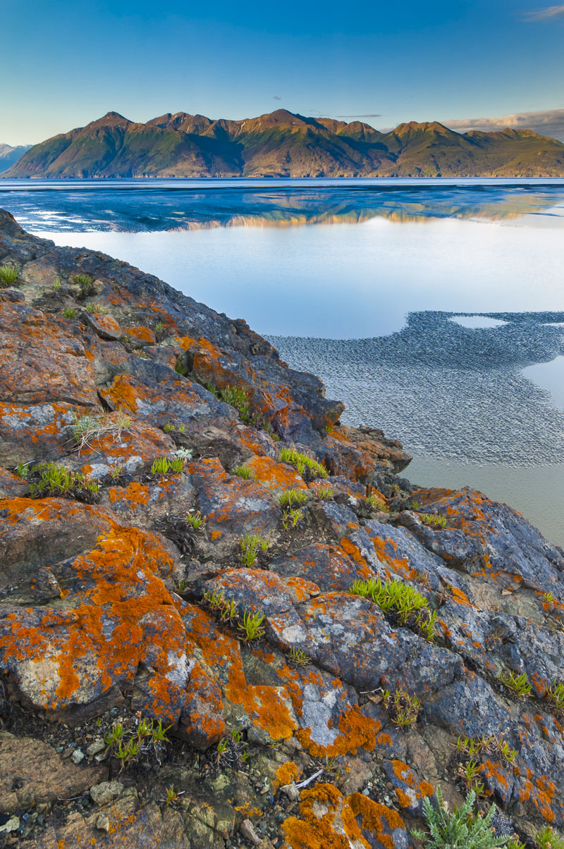 A patch of orange lichen provide a colorful foreground to rocks along the Turnagain Arm, as first light hits the Kenai Mountains...