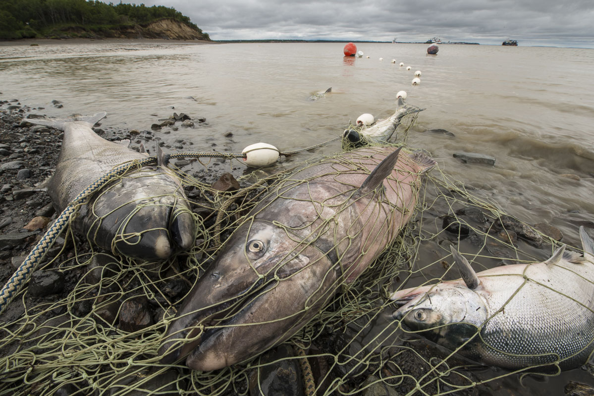 Chinook and Sockeye Salmon fill the set gill net resting on the shores of Kanakanak Beach near Dillingham, Alaska. Mintues after...