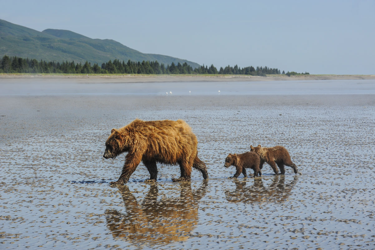 A brown bear sow walks with her spring cubs from the tidal mudflats to the inland grasses as the tide starts to come in along...