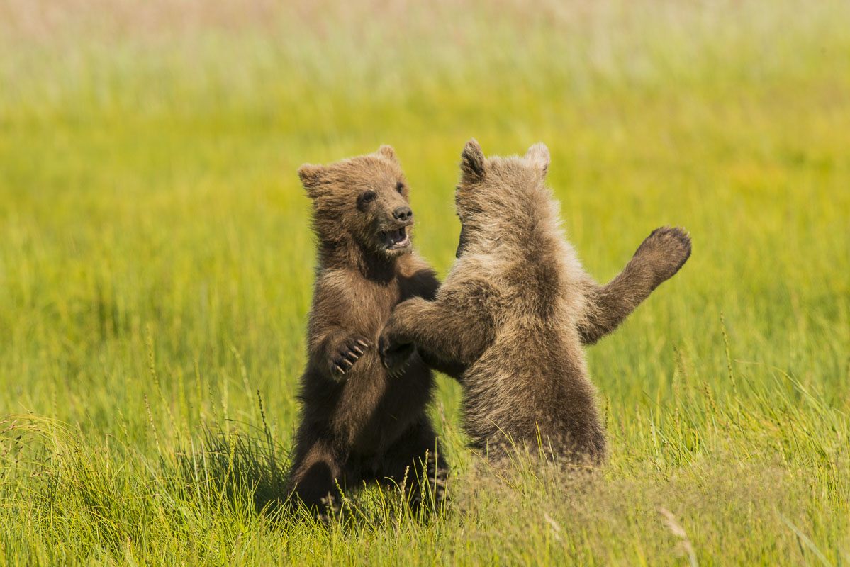 A pait of brown bear spring cubs spar in the grasses near the shore of Cook Inlet in Lake Clark National Park & Preserve, Alaska...