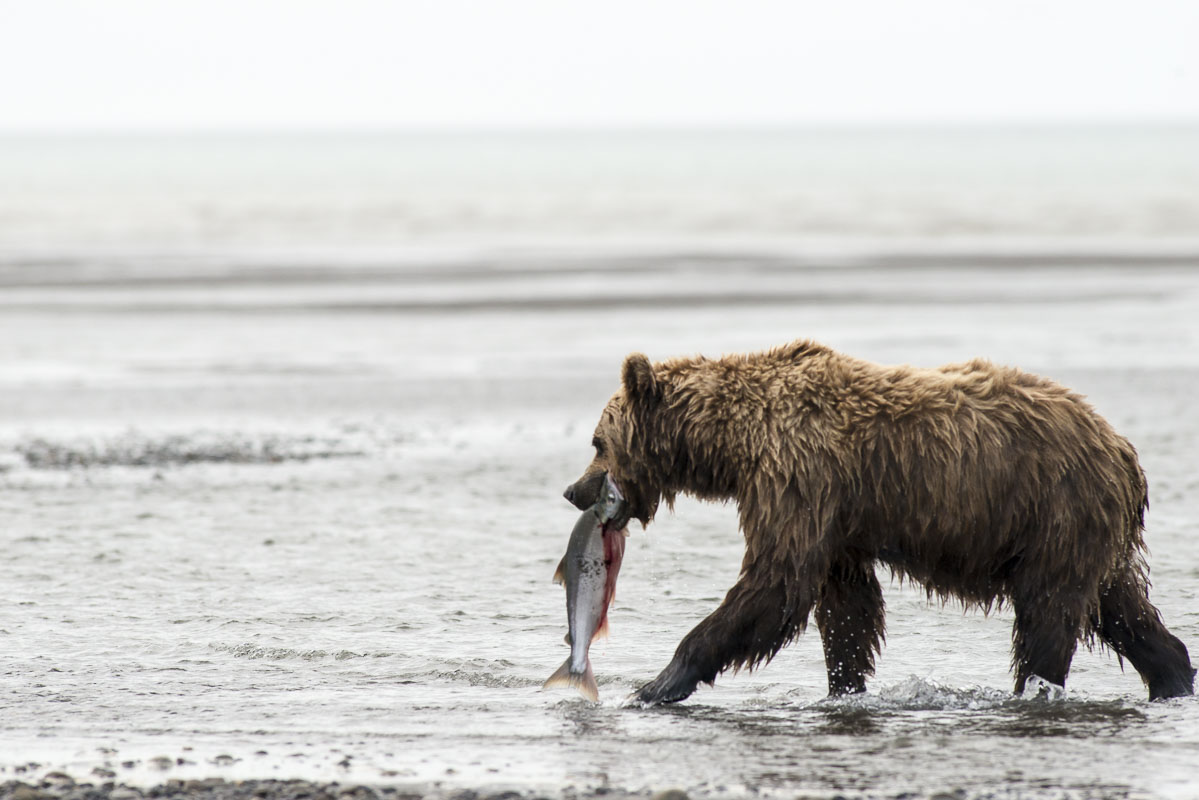 A brown bear sow catches the first coho (silver) salmon of the season on the Cook Inlet coast of Lake Clark National Park & Preserve...